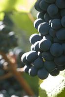 rode druiven in de wijngaard