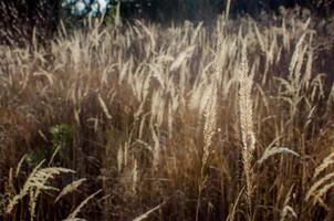 grassen in de natuur foto