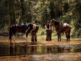 senior en jonge cowboys staan om hun paarden te baden in een bosstroom foto
