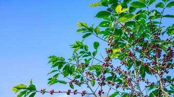 koffiebonen op boom op de berg in boerderij Noord-thailand. foto