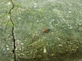 grote mier lopen op cement stoep foto