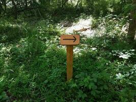 zwarte pijl op houten bord en groene planten foto