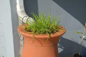 groene plant in regenton met goot regenpijp en huis foto