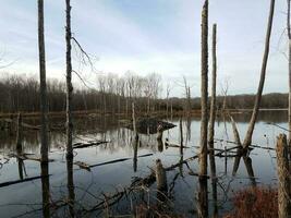 beaver den stapel stokken en water in wetland foto