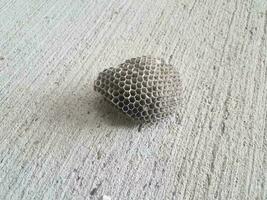 bijen- of wespennest op grijze cementvloer foto