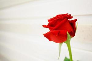 valentijn rode roos foto