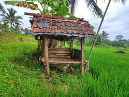 een klein gebouw in de rijst, een plek voor boerenrust in Indonesië foto