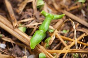 groene spruit groeit uit zaad foto