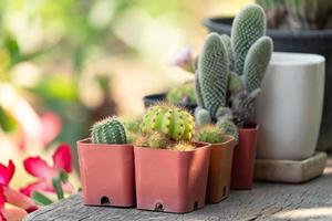 verschillende cactus succulente kamerplant in pot op houten tafel foto