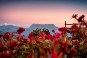 landschap van de berg doi luang chiang dao met celosia cristata, hanenbombloem in bloei en kleurrijke lucht 's avonds foto