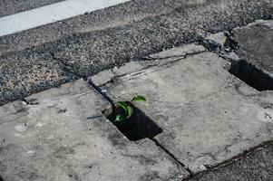 plant probeert te leven en te groeien in het riool foto