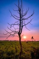 silhouet boom single in suikerriet veld bij schemering foto