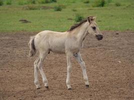 wilde paarden in duitsland foto