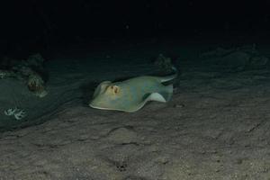 blauwgevlekte pijlstaartrog op de zeebodem in de rode zee foto