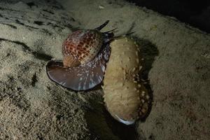 zeekomkommer in de rode zee kleurrijk en mooi, eilat israel foto