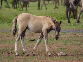 wild paard in duitsland foto