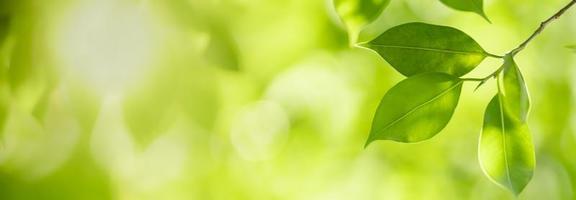 close-up van de natuur weergave groen blad op wazig groen achtergrond onder zonlicht met bokeh en kopieer ruimte als achtergrond natuurlijke planten landschap, ecologie dekking concept. foto