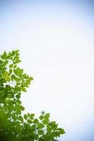 close-up van de natuur weergave groen blad op heldere blauwe hemelachtergrond onder zonlicht met kopieerruimte als achtergrond natuurlijke planten landschap, ecologie dekking concept. foto
