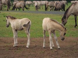 veel wilde paarden in duitsland foto