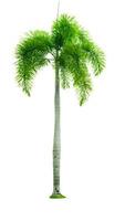 manilla palm, kerstboom veitchia merrillii becc. hij moore geïsoleerd op een witte achtergrond. gebruikt voor reclame voor decoratieve architectuur. zomer en strand concept. foto