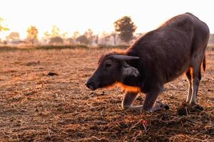 moerasbuffel bij een geoogst padieveld in thailand. jonge buffel knie naar beneden op de grond op de boerderij in de ochtend met zonlicht. binnenlandse waterbuffel in Zuidoost-Azië. huisdier op het platteland. foto