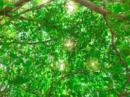 onderaanzicht van boom en groene bladeren in tropisch bos met zonlicht. frisse omgeving in park. groene plant geeft zuurstof in de zomertuin. bosboom met kleine bladeren op zonnige dag. ga groen concept foto
