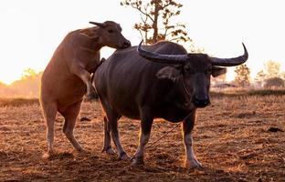 moerasbuffel bij een geoogst padieveld in thailand. buffels op rijstboerderij in de ochtend met zonlicht. binnenlandse waterbuffel in Zuidoost-Azië. huisdier op het platteland. fokken van dieren. foto