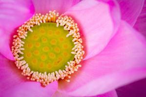 bovenaanzicht van roze lotusbloem. in het boeddhisme is bekend dat de lotus wordt geassocieerd met zuiverheid, spiritueel ontwaken en trouw. waterplant. foto