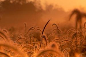 grasbloem in de ochtend bij zonsopgang met gouden zonneschijn. bloemenveld op het platteland. oranje weide achtergrond. wilde weide gras bloemen met ochtendzon. begin nieuwe dag of nieuw leven concept. foto