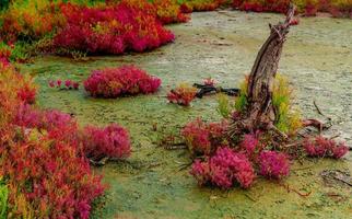 seablite sueda maritima groei in zure grond. zure bodemindicatorplanten. rode seablite groeit in de buurt van dode boom op onscherpe achtergrond van mangrovebos, blauwe lucht en witte wolken. zuurminnende planten. foto