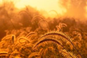 grasbloem in de ochtend bij zonsopgang met gouden zonneschijn. bloemenveld op het platteland. oranje weide achtergrond. wilde weide gras bloemen met ochtendzon. begin nieuwe dag of nieuw leven concept. foto