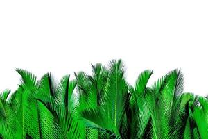 groene bladeren van palm geïsoleerd op een witte achtergrond. nypa fruticans wurmb nypa, atap palm, nipa palm, mangrove palm. groen blad voor decoratie in biologische producten. tropische plant. groen exotisch blad. foto