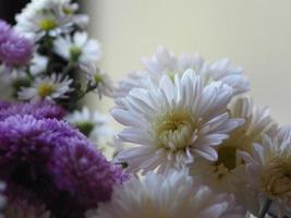 violette en witte bloemblaadjes gestapeld in lagen naam gerbera jamesonii, compositae, gerbera, barberto madeliefje, transvaal madeliefje foto