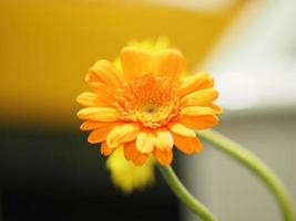 gele chrysant bloem wetenschappelijke naam dendranthemum grandiflora mooi boeket gestapeld op achtergrond foto