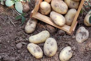 verse aardappelplant, oogst van rijpe aardappelen in houten kist landbouwproducten uit aardappelveld foto