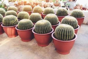 thuis tuinieren en decoreren binnen microgroen kasomgevingen geheime tuinen en moderne tuinopstellingen cactuspot sierplanten tuinieren en groen foto