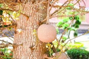 kanonskogelfruit op de kanonskogelboom met bloem, shorea robusta dipterocarpaceae - sal, shal, sakhuwan, sal tree, sal of india, religiosa foto