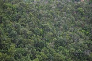 luchtfoto bos bomen achtergrond - jungle natuur groene boom op de berg bovenaanzicht, boslandschap landschap van rivier in Zuidoost-Azië tropisch wild foto