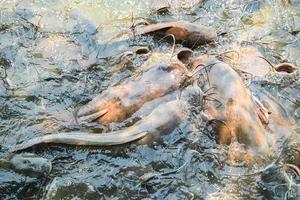 meerval die voedsel eet op de meervalkwekerij, voedt veel zoetwatervis landbouw aquacultuur, meerval drijvend om te ademen op het water in het meer in de buurt van de Aziatische rivier foto