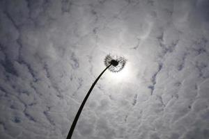 zon, silhouet van de paardebloem bloem met zaden en witte wolken hemelachtergrond. foto