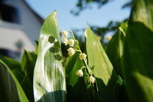 lelietje-van-dalen in de groene tuin. foto