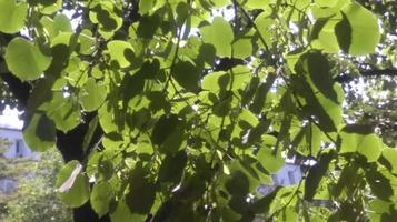 natuur buiten met groene en weelderige bladeren, groen en bomen foto