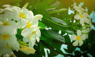 frangipani bloem plumeria alba met groene bladeren op onscherpe achtergrond. witte bloemen met geel in het midden. gezondheid en spa achtergrond. zomer spa-concept. emotie ontspannen. witte bloem bloeien. foto