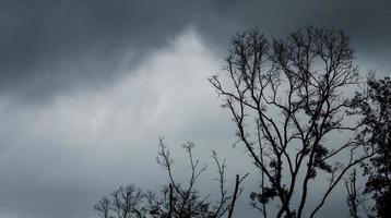 silhouet dode boom op donkere dramatische hemel en zwarte wolken. donkere hemel en dode boomachtergrond voor Halloween-dag. dode boomtakken. bladloze boom in het bos. achtergrond voor verdrietig en eenzaam moment. foto