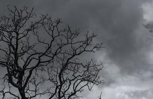 silhouet dode boom op donkere dramatische hemel en grijze wolken. donkere hemel en dode boomachtergrond voor Halloween-dag. dode boomtakken frame met ruimte. bladloze boom. achtergrond voor verdrietig en eenzaam moment foto