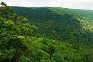 prachtige tropische bosachtergrond. ecosysteem en gezond milieuconcept. foto