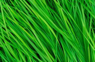 groen gras met lange bladeren. natuurlijke groene stengels gras textuur achtergrond. biologische en gezonde achtergrond. achtergrond voor biologisch cosmetisch product. foto
