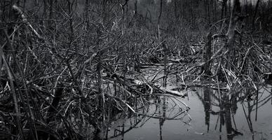 dode boom in het bos. overstroming in het bos. opwarming van de aarde concept. wereldwijde milieucrisis. dood, verdriet, verdrietig en hopeloos abstracte achtergrond. dode boom in bos. ecosysteem van mangrovebossen. foto