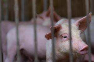 schattig biggetje in boerderij. verdrietig en gezond klein varken. veehouderij. vlees industrie. markt voor dierenvlees. afrikaanse varkenspest en varkensgriep concept. varkens fokken. zoogdier dier. roze biggetje in varkensstal. foto