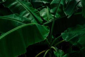 banaan groene bladeren op donkere achtergrond. bananenblad in tropische tuin. groene bladeren met prachtig patroon in tropische jungle. natuurlijke plant in tropische tuin. natuur achtergrond. groen behang. foto